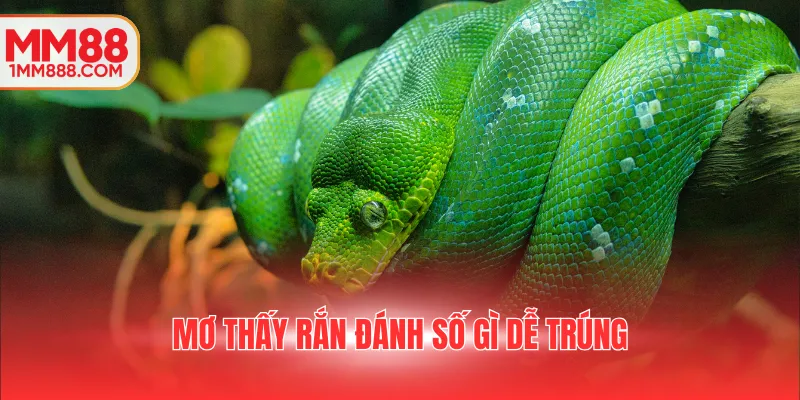 Mơ thấy rắn đánh số gì dễ trúng